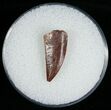 Sharp Raptor Tooth From Morocco - #6895-1